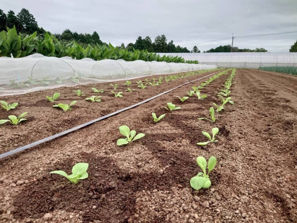 秋作の播種、定植が始まり白菜の定植を行いました|島本微生物工業株式会社|微生物と酵素の力を最大限に生かす-自然と人に優しい土づくりと農業