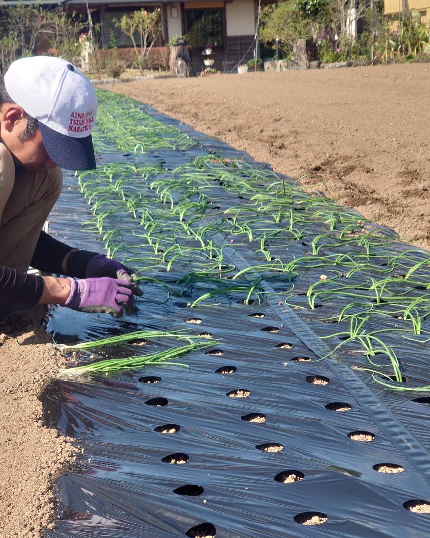 極早生玉ねぎの定植を行いました|島本微生物工業株式会社|微生物と酵素の力を最大限に生かす-自然と人に優しい土づくりと農業