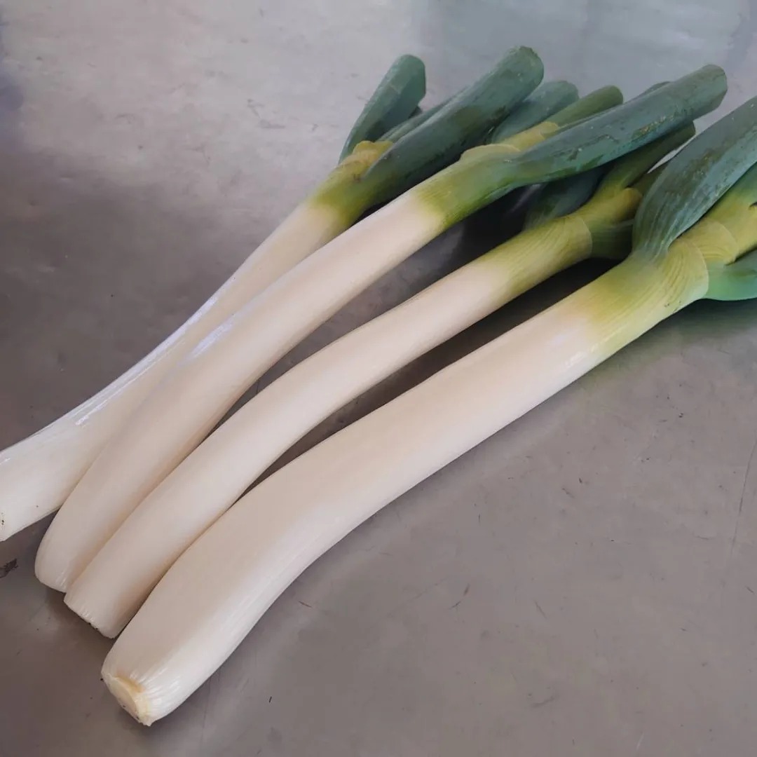 本日より少しずつ白ネギの出荷をはじめました｜島本微生物工業